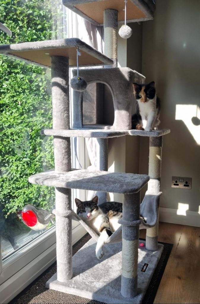 Cat scratch tree / post climbing indoor cat - not free 
