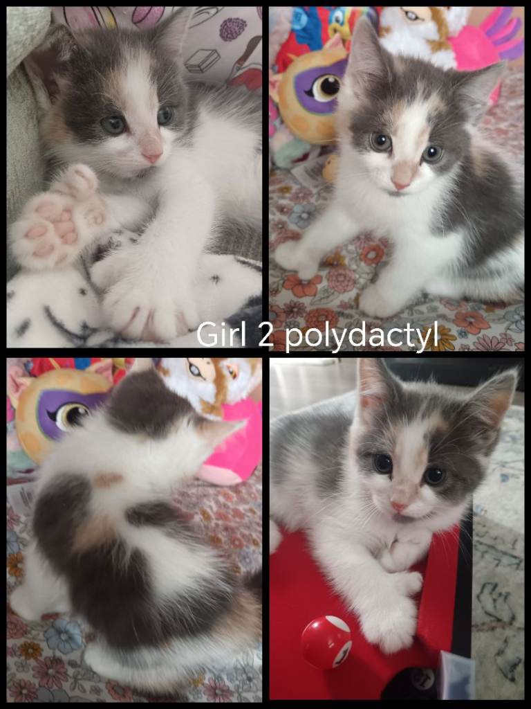 5 kittens - 2 polydactyl girls