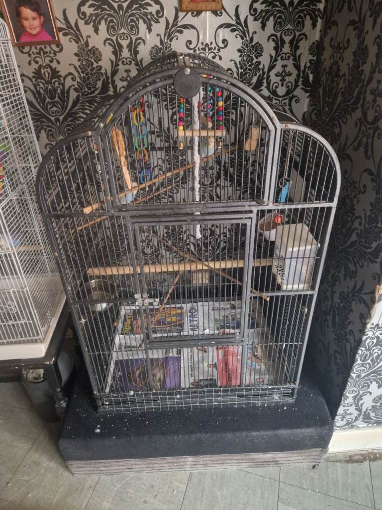 Bird cage 