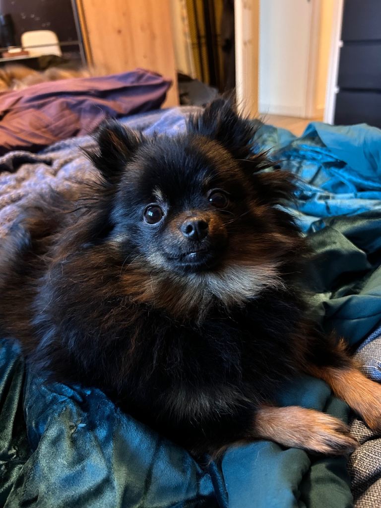 Pomeranian 