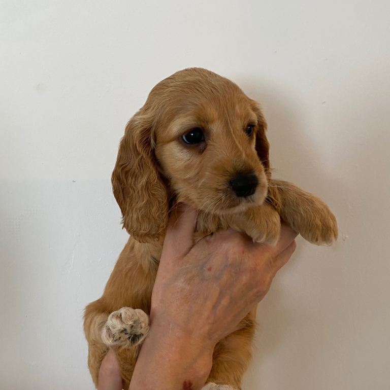 Gorgeous Blonde/Lemon and Fox Red Cockapoos 
