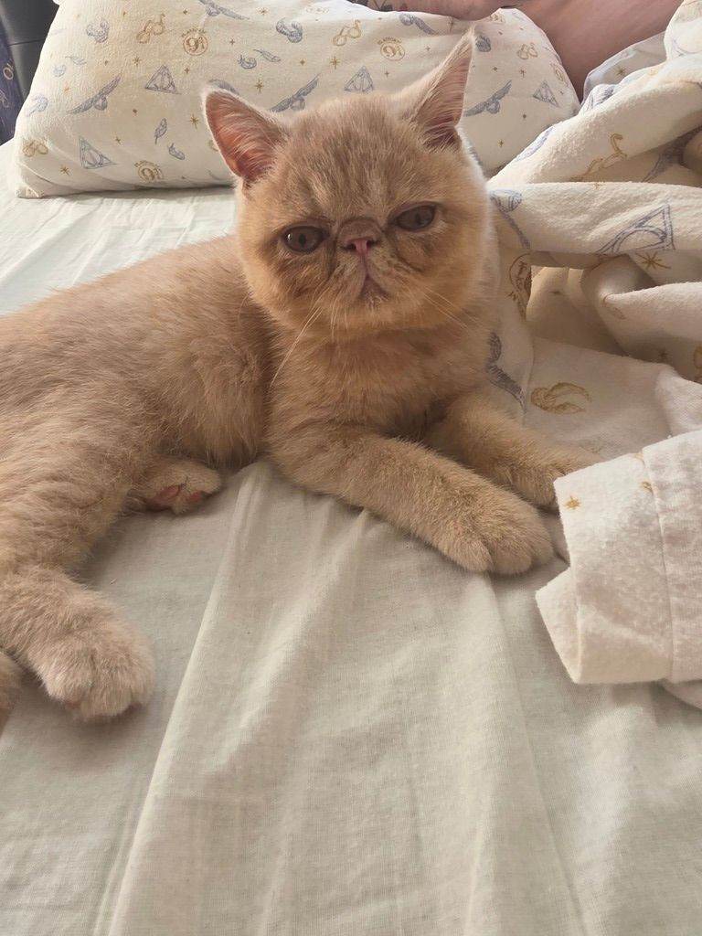 Beautiful exotic shorthair kitten for sale