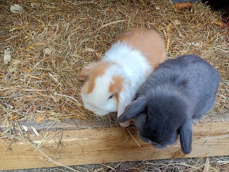 Gorgeous Mini lop & mini lion lop babies ready to reserve