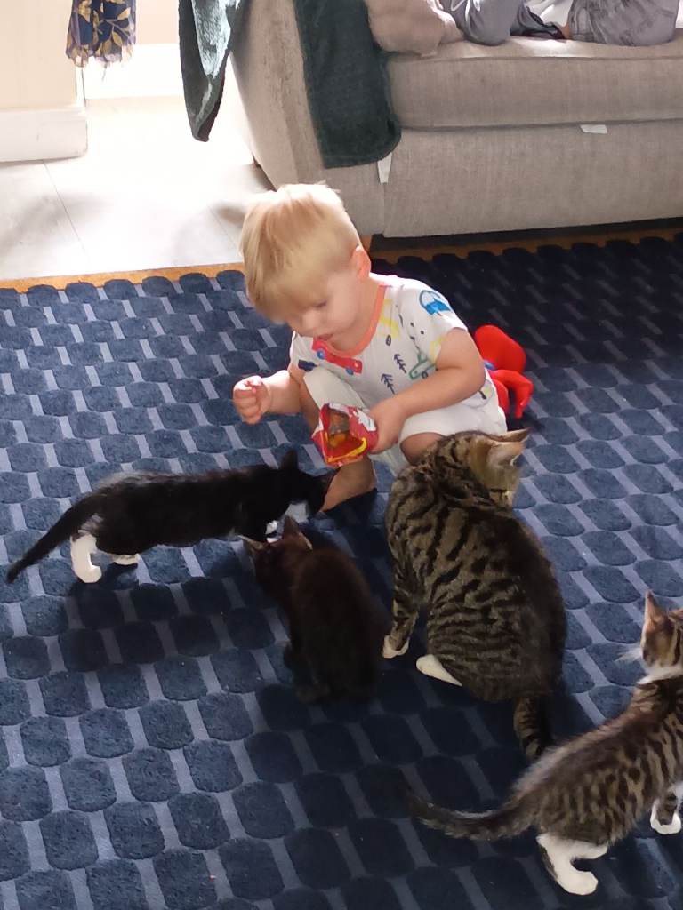 13 week old kittens 