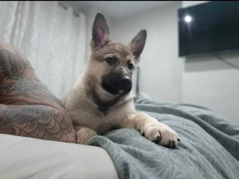 German shepherd 