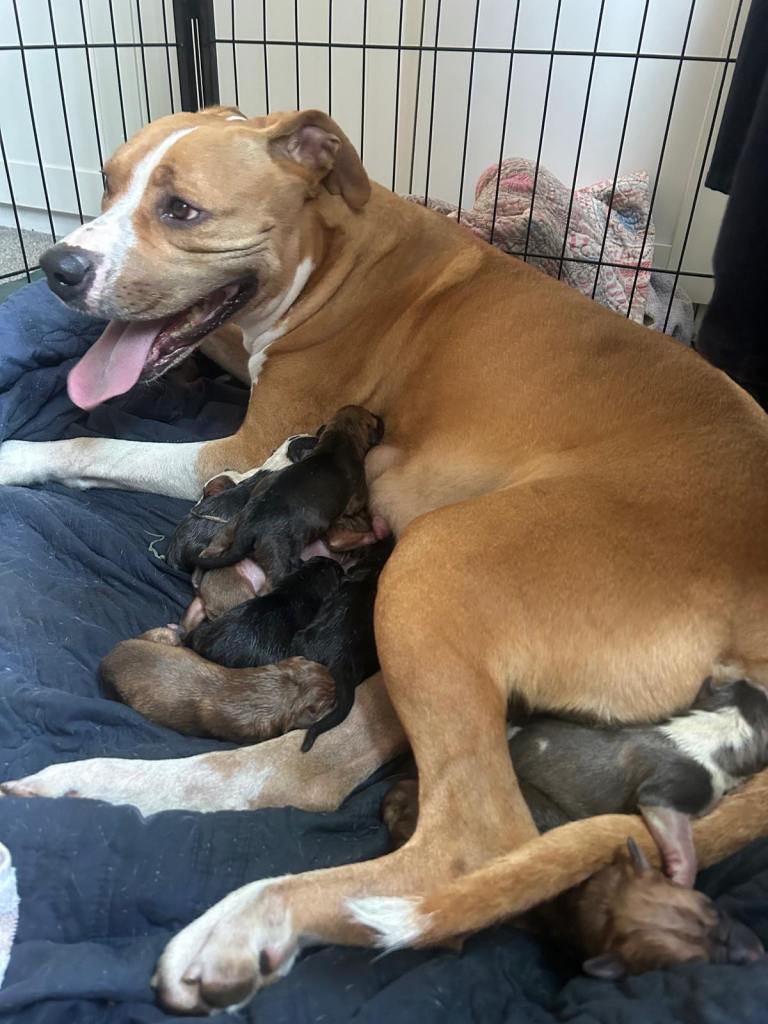🐶American Bulldog Puppies For Sale 🐶