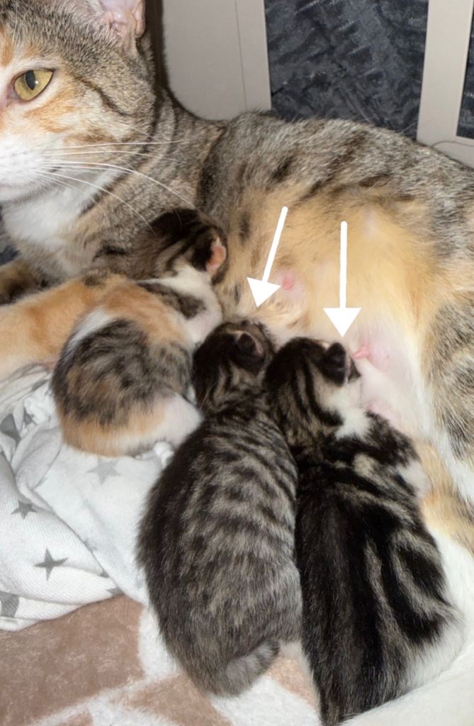 Kittens looking for forever homes ❤️