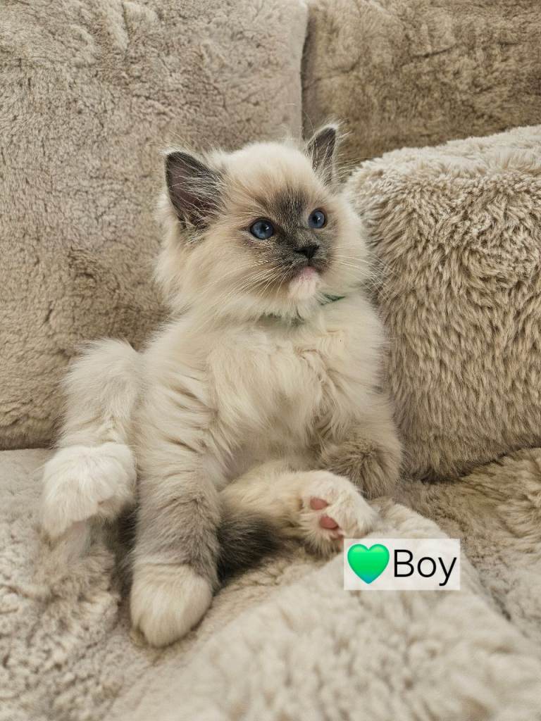 Pure Ragdoll’s kittens available 