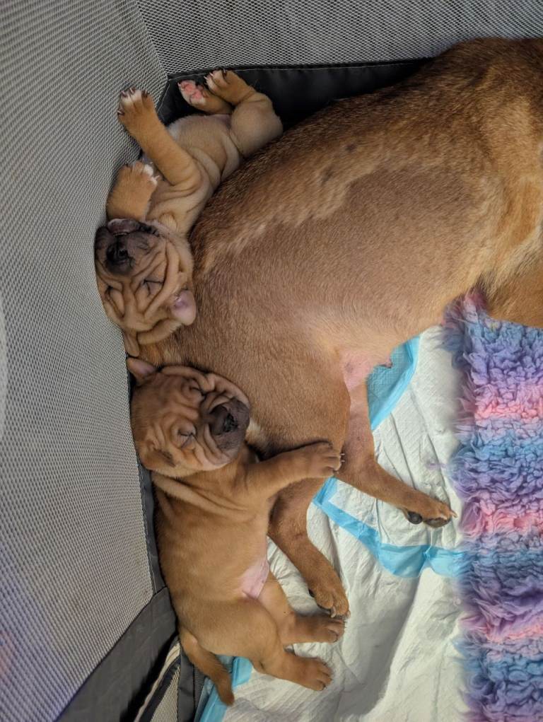 Shar pei puppies 