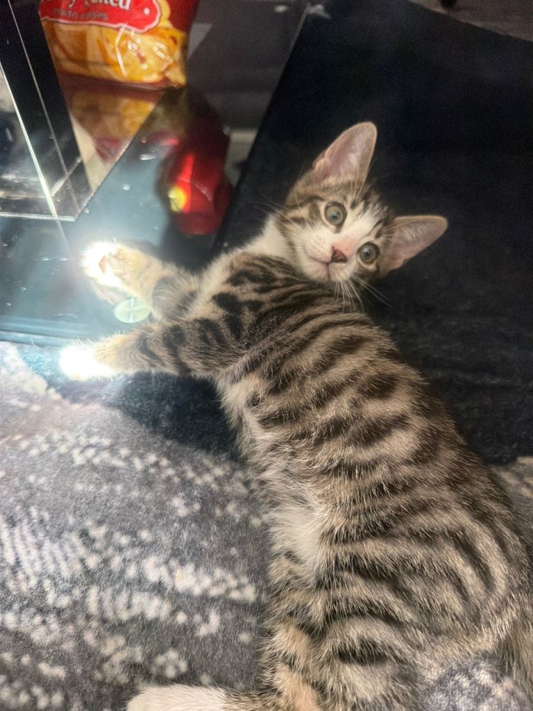 Kittens 
