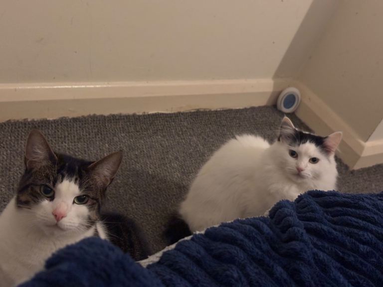 Looking for a foster for my two adult female cats