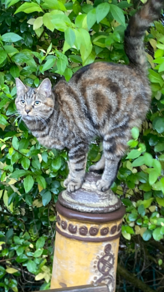 Cat - 12 months old (Reserved)