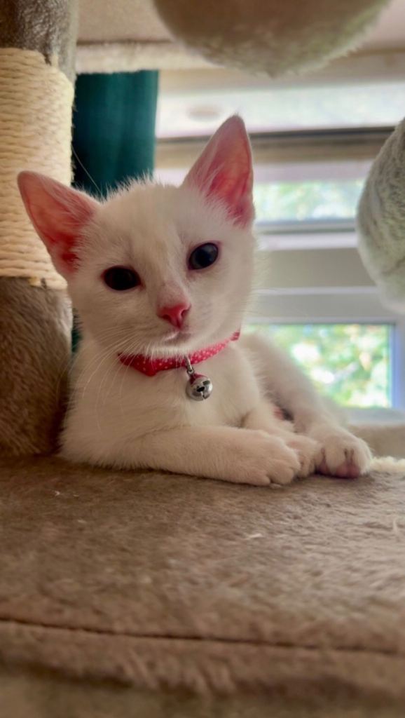 British Shorthair White Kitten