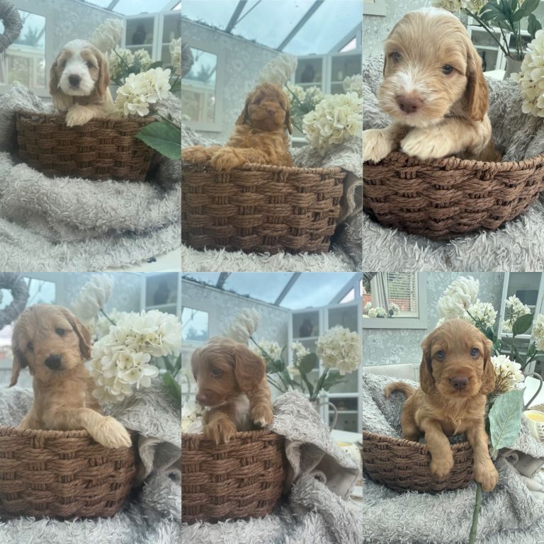 Stunning Cockapoo Puppies