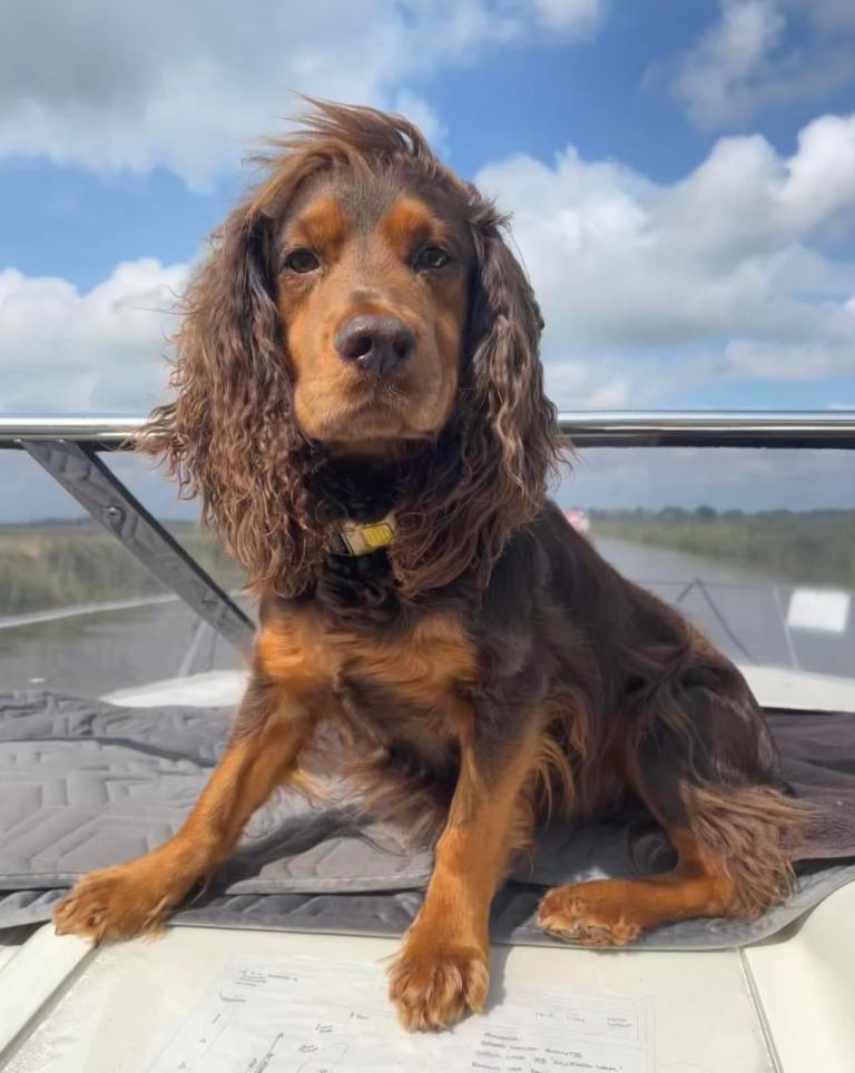 ✨ Chocolate & Tan Cocker Spaniel Puppies ✨