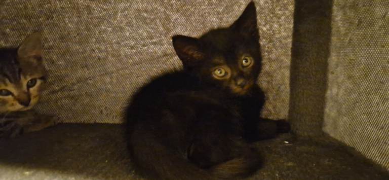 kittens female 