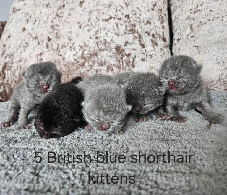 British shorthair kittens 