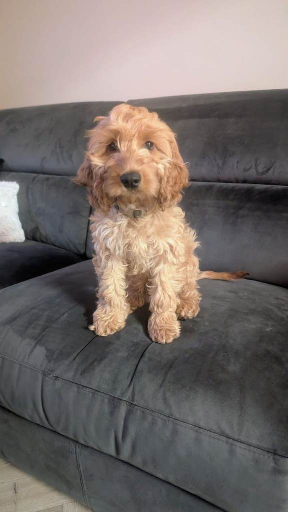 6 month old miniature cavapoo 