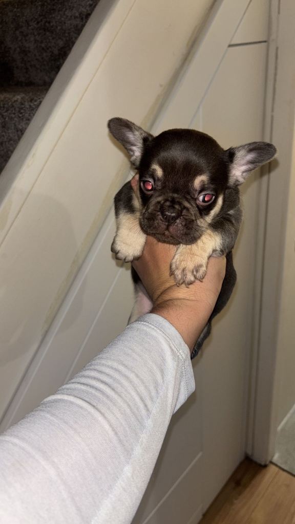 4 beautiful French bulldogs for sale !!!