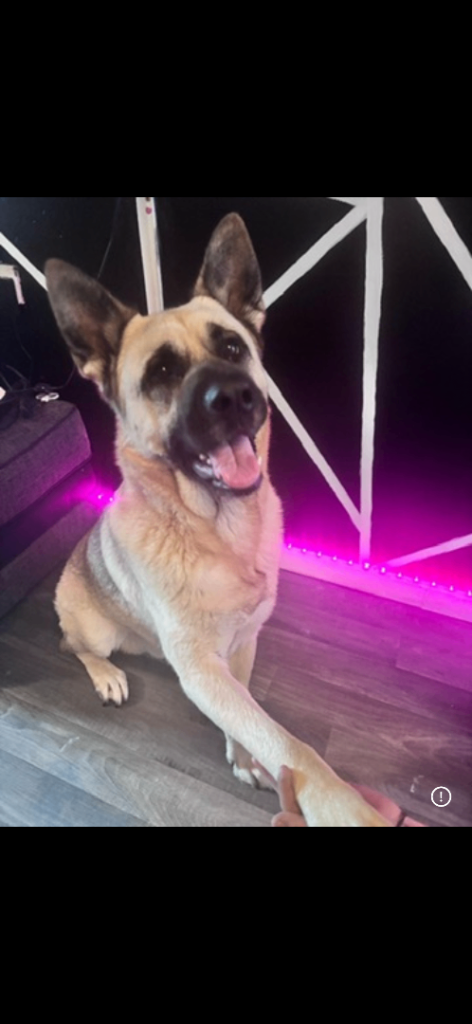 German Shepard / Akita 