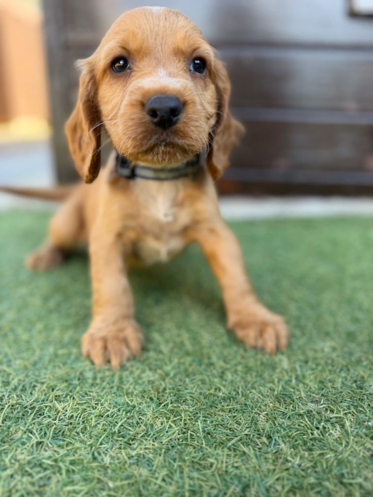 Cocker spaniel boy
