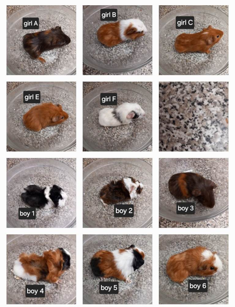 Baby guineapigs ready now