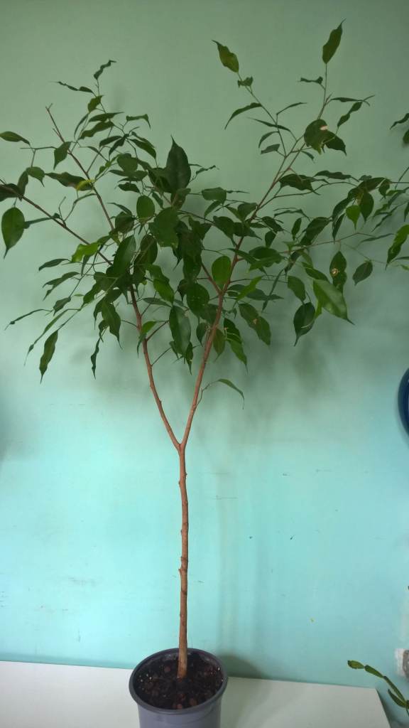 image for Ficus Benjamina,