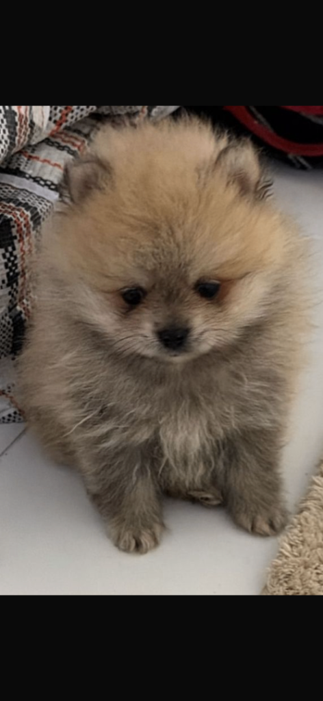 Pomeranian puppies ready now 