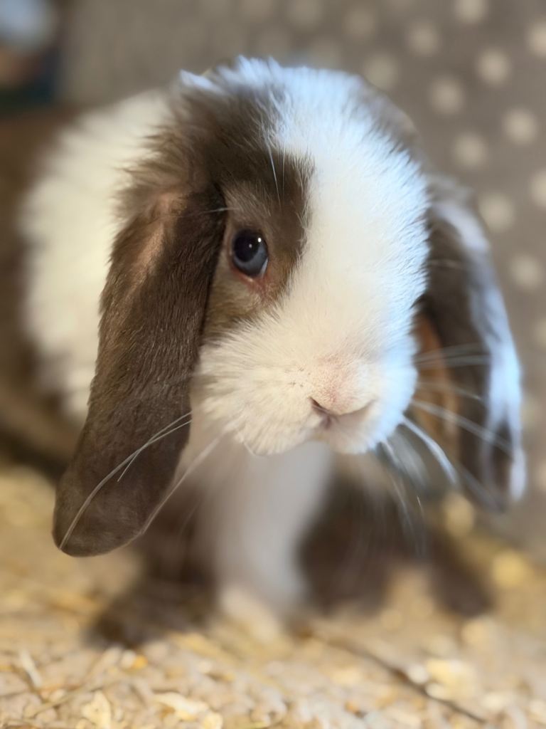 Beautiful friendly mini lops 
