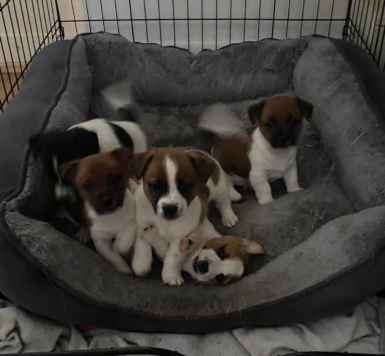 Jack Russell Terrier Puppies