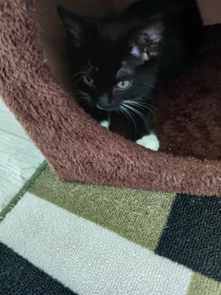 Female kitten