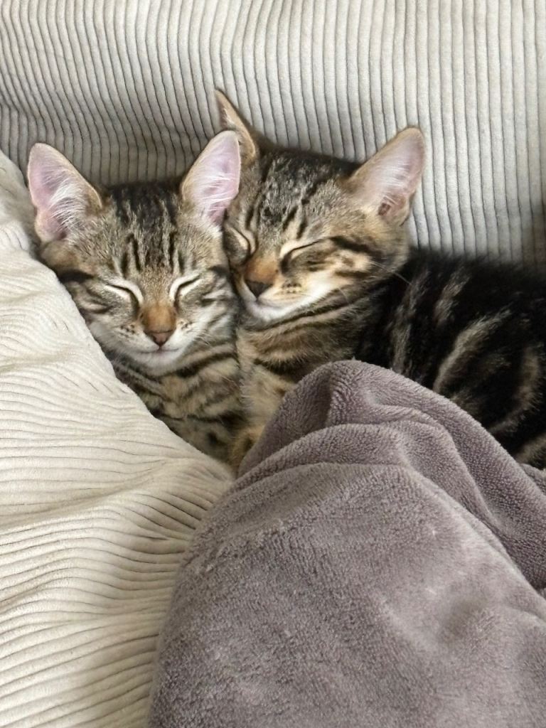 Adorable male kittens ready for a new Home 