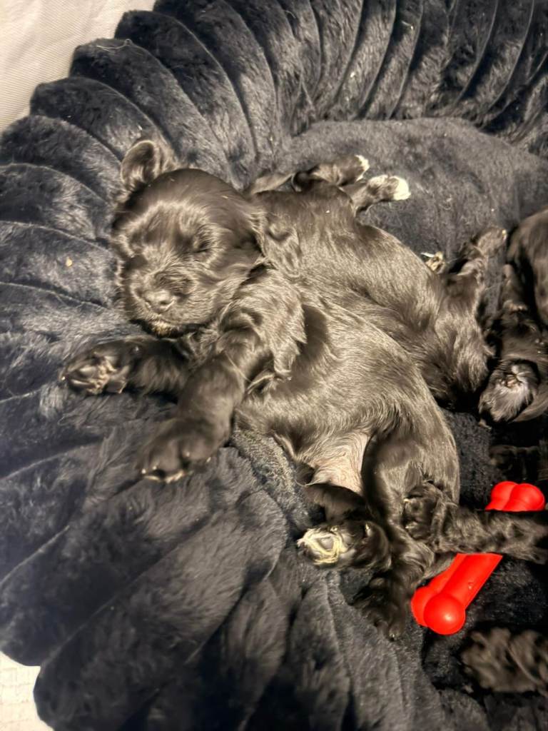 Cockerpoo puppies