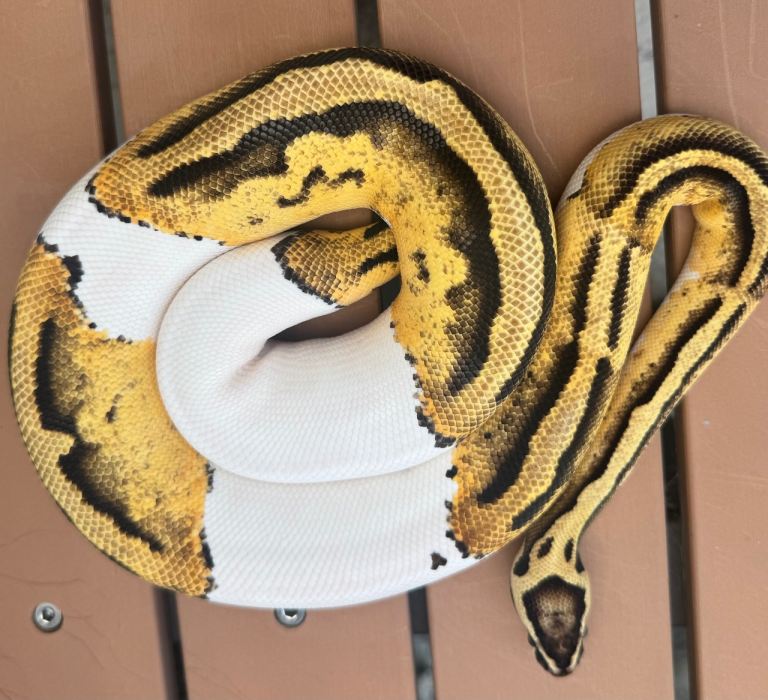 2 female cb24 royal (ball) pythons for sale 
