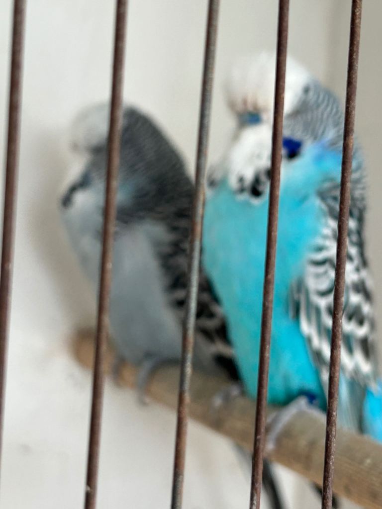 8 Budgies for sale