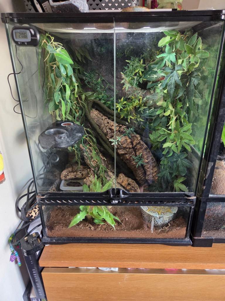 Exo terra vivarium 45x45x60 fully setup with x2 free gifts massive bundle ideal for crested geckos 