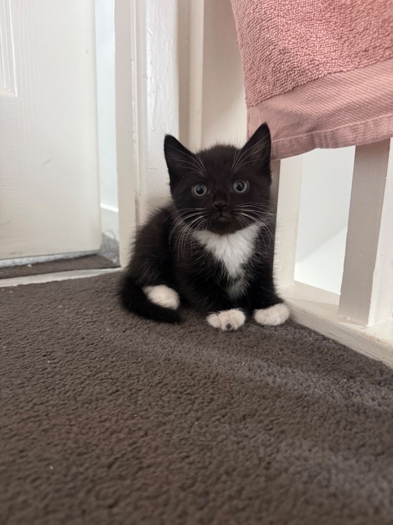Kitten for sale ONLY BLACK BOY LEFT