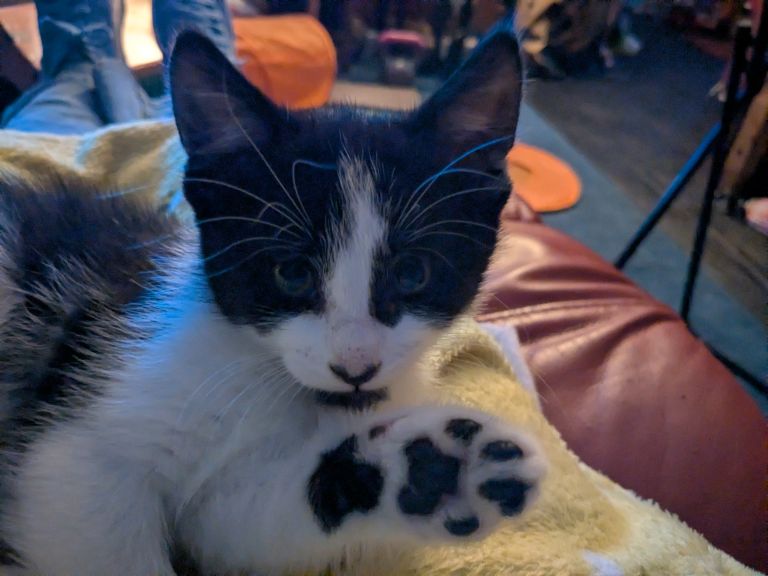 Maine Coon Cross Kittens 