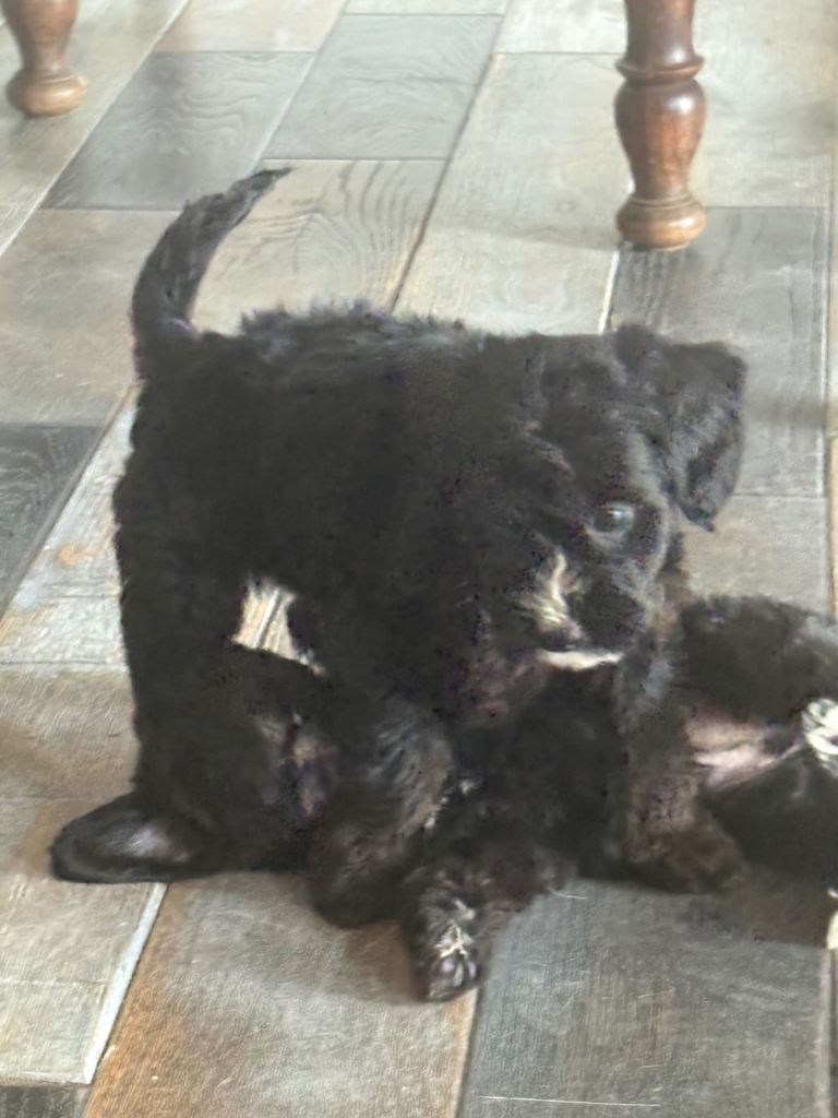 Jackapoo puppies