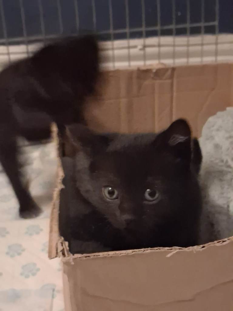 Beautiful kittens updated photos with eye colour  change