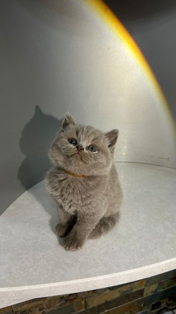 Lilac BSH kittens - open to offers 