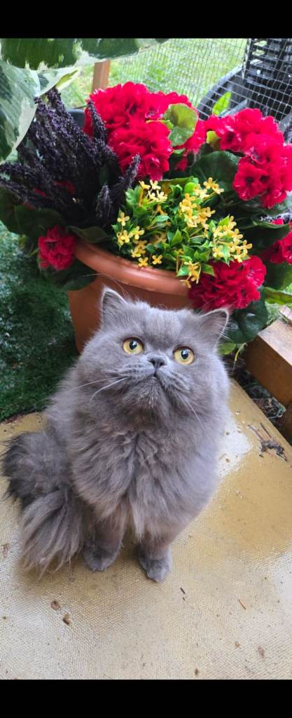 Rare colour Persian chinichila male boy