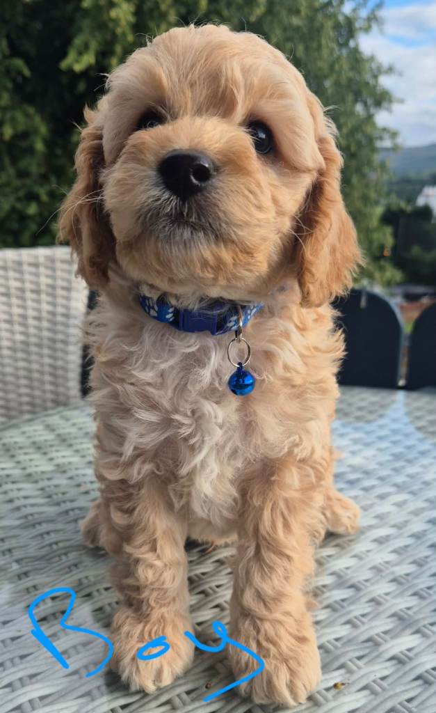 COCKAPOO PUPPIES 