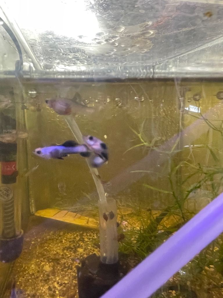 Guppies / cichlids/ shrimps and snails 