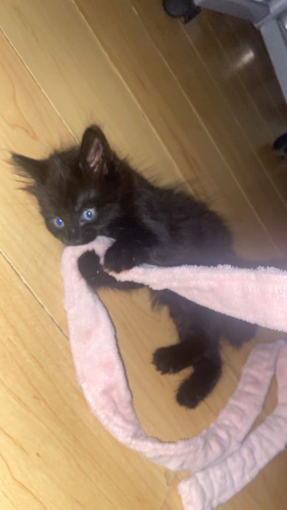 Kitten ready for new home 