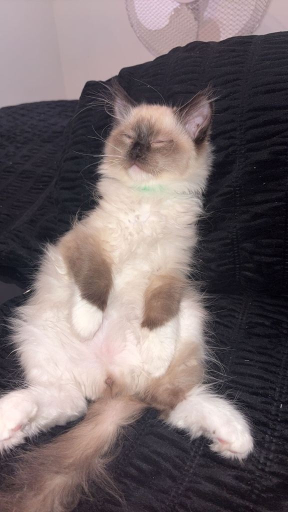 Male kitten available 