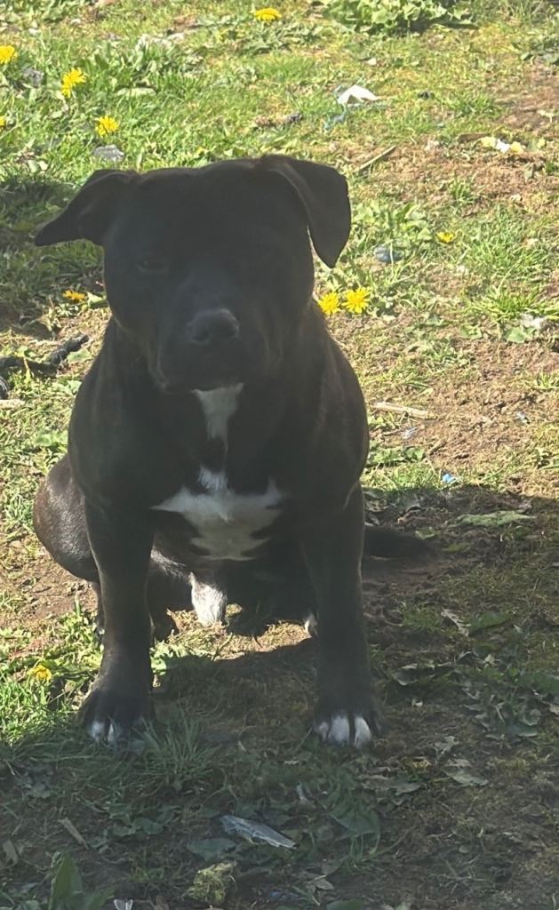 Staffy 