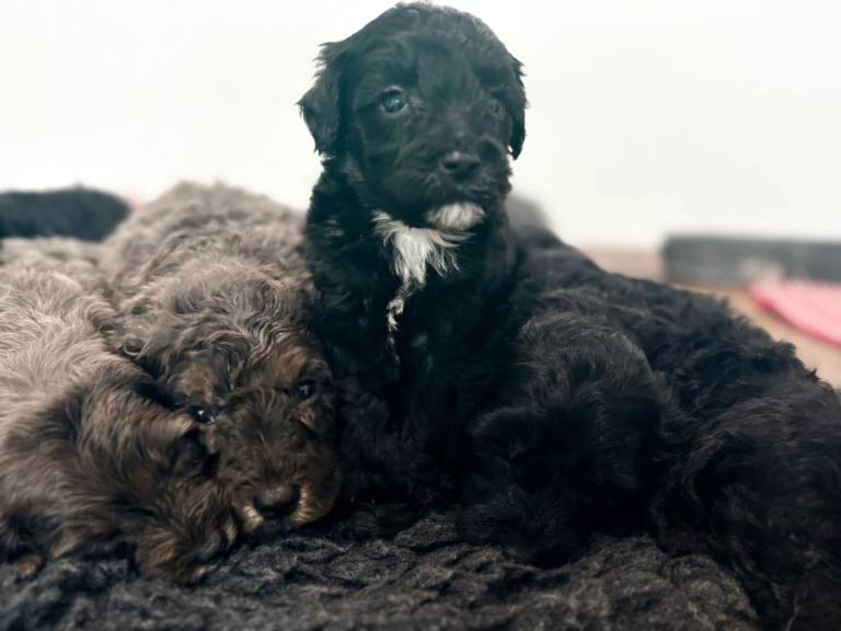 Rare Cavapoochon Puppies Home Raised PRA clea