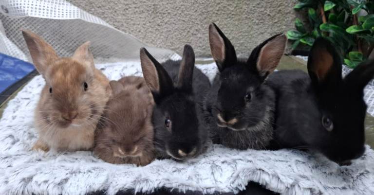 Mix breed rabbits for sale