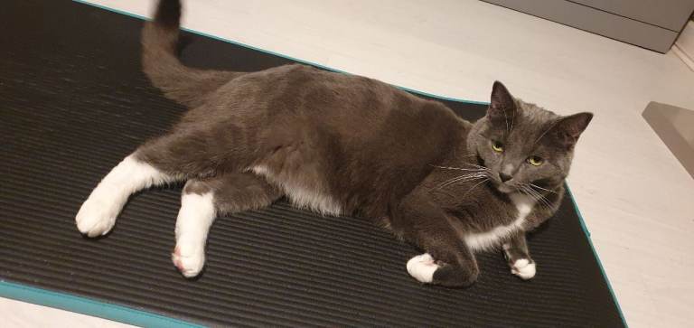 Looking for new loving home 🐈‍⬛💗